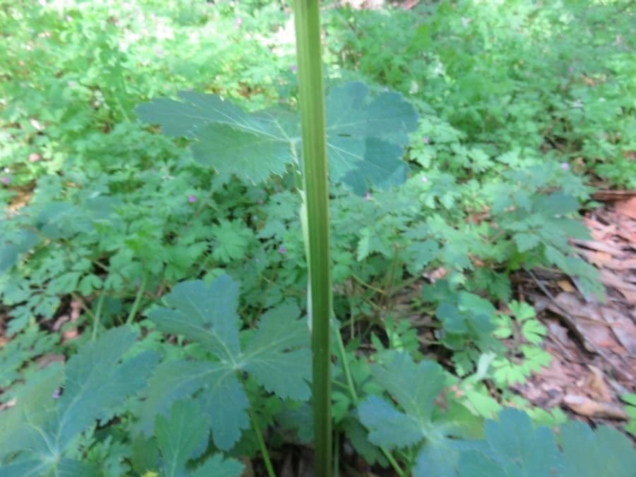 Dickblättrige Sanikel 17