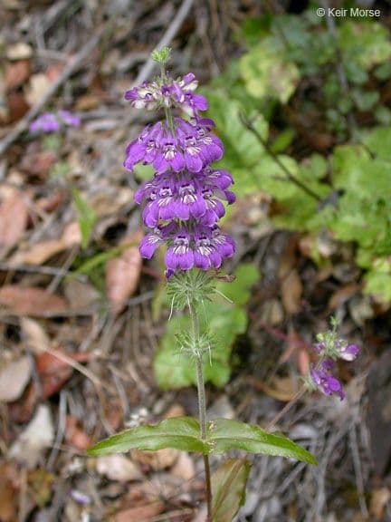 Collinsia tinctoria 10