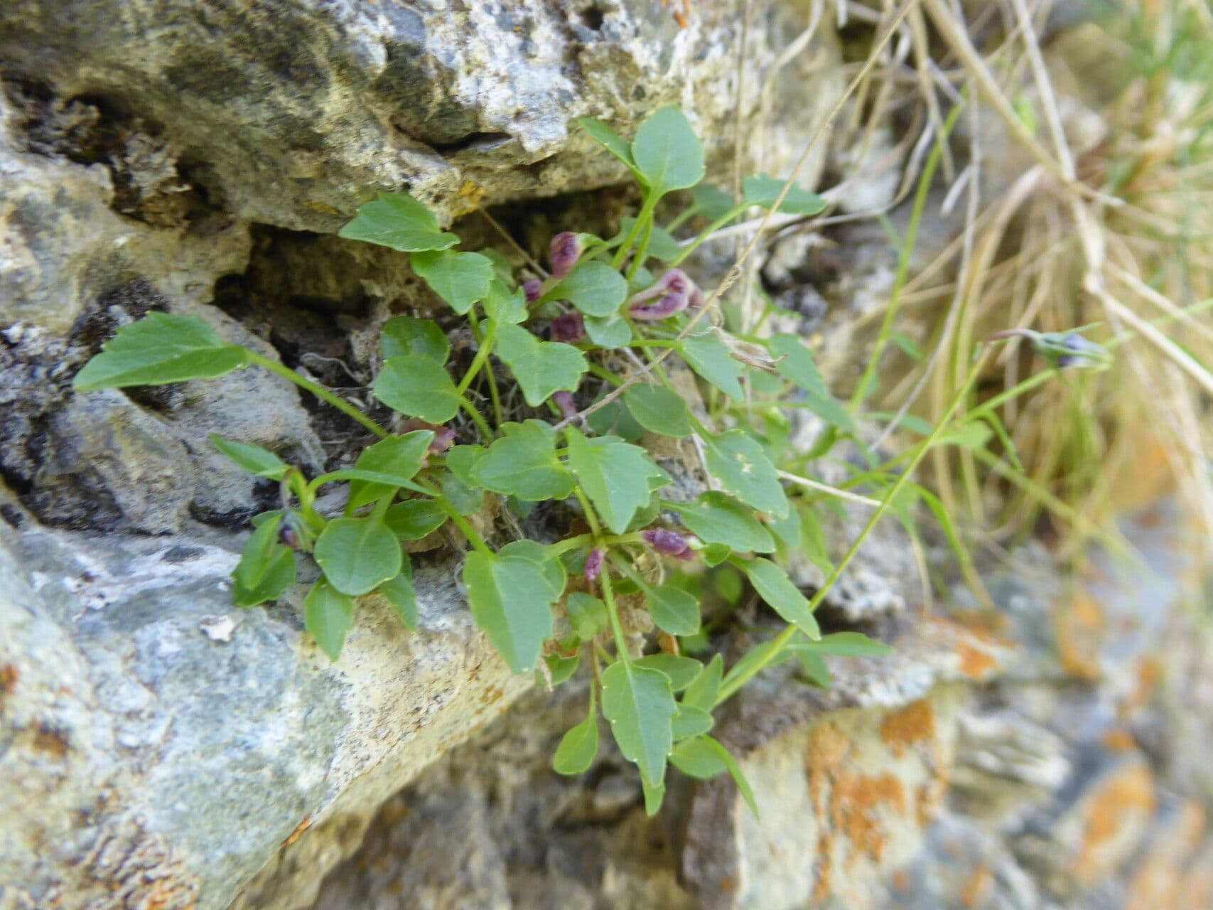 Zwerg-Glockenblume 11