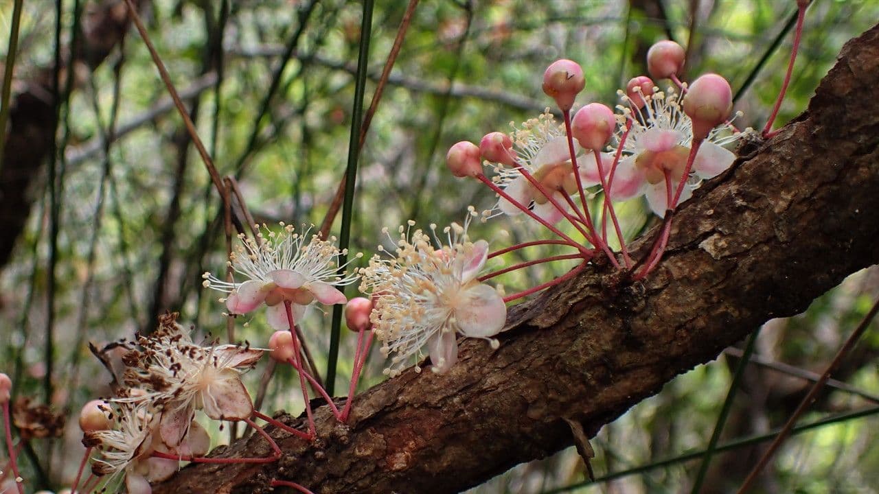 Eugenia 6