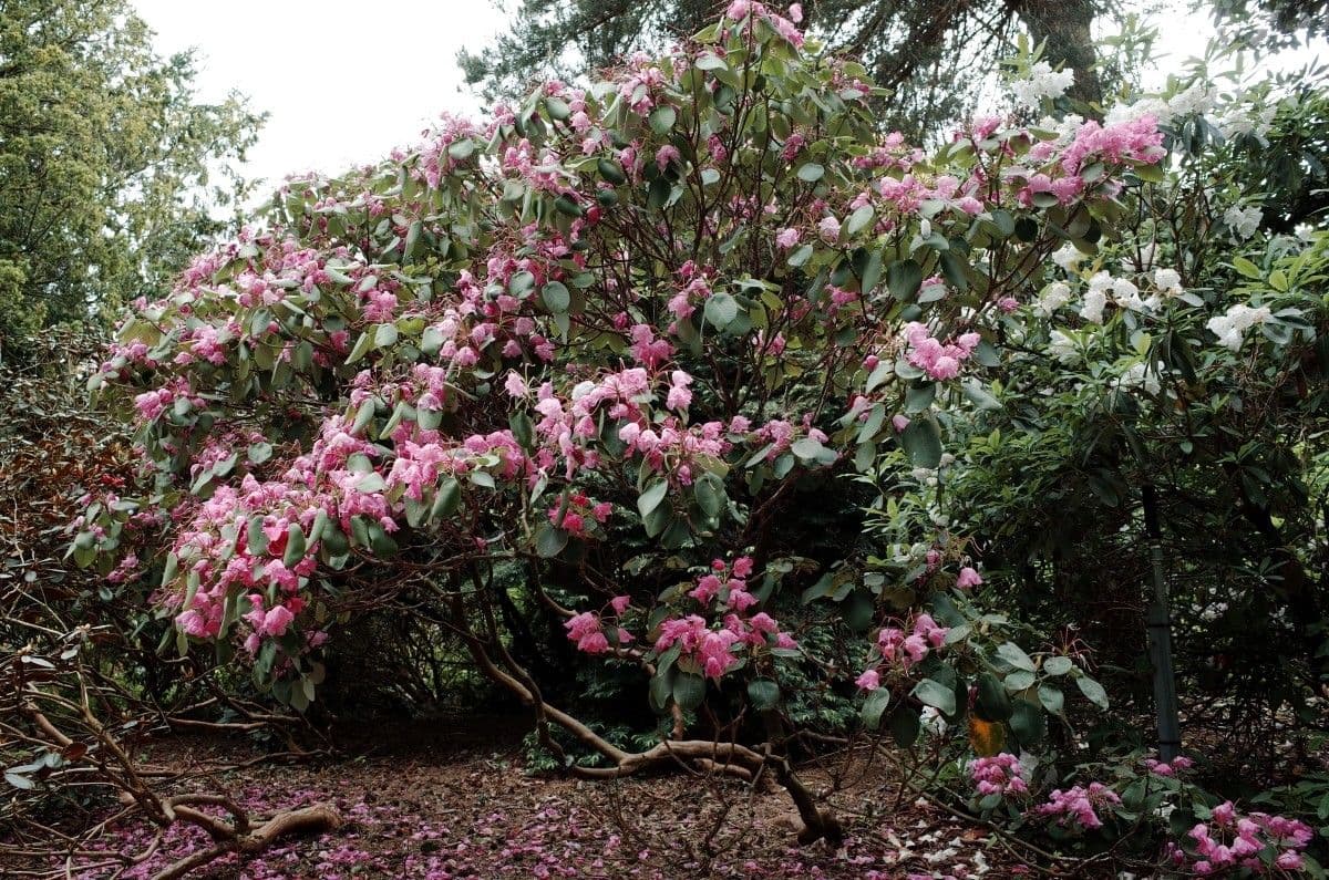 Rododendro 12