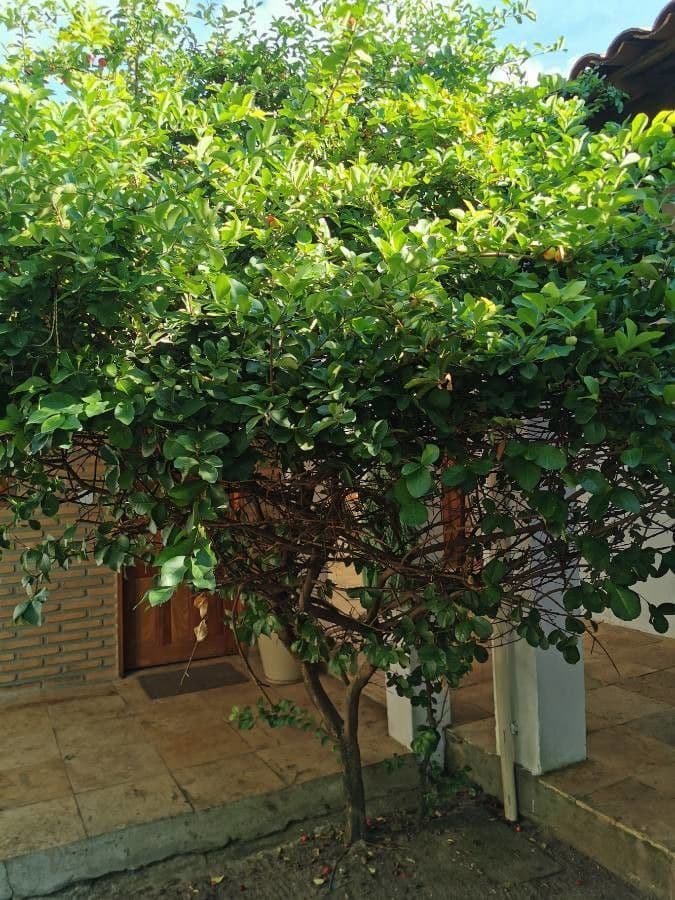 Ciliegio di Barbados 14