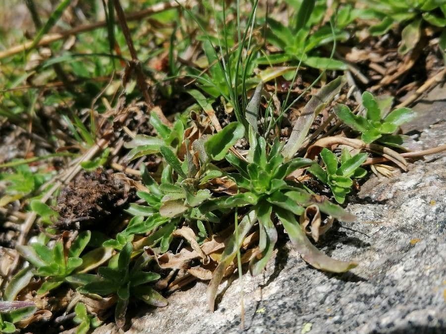 Jasione 17