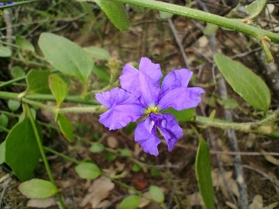 Dampiera 2