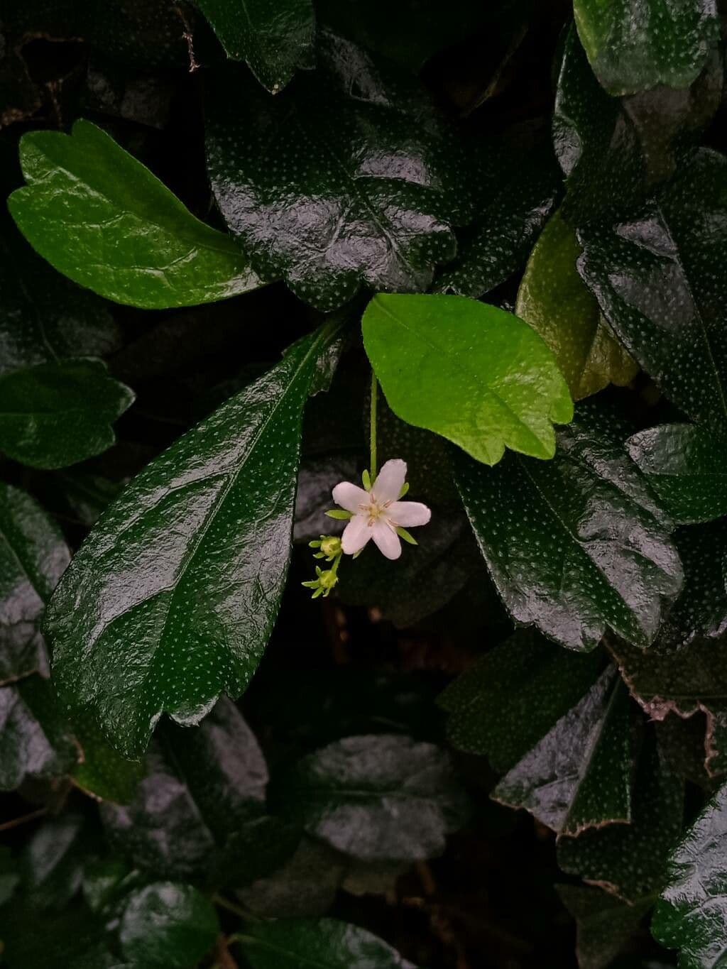Fukientea 11