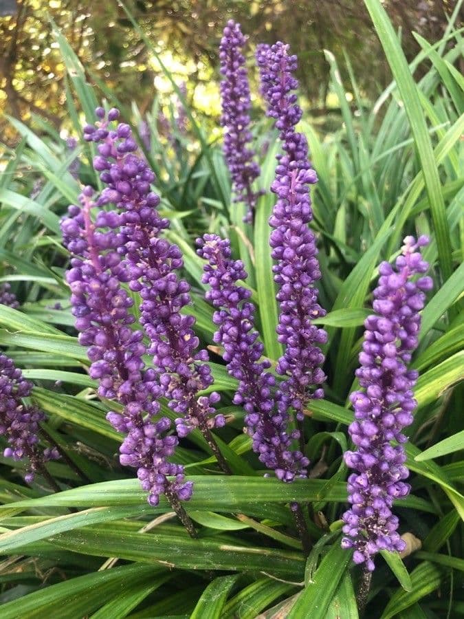 Liriope spicata 2