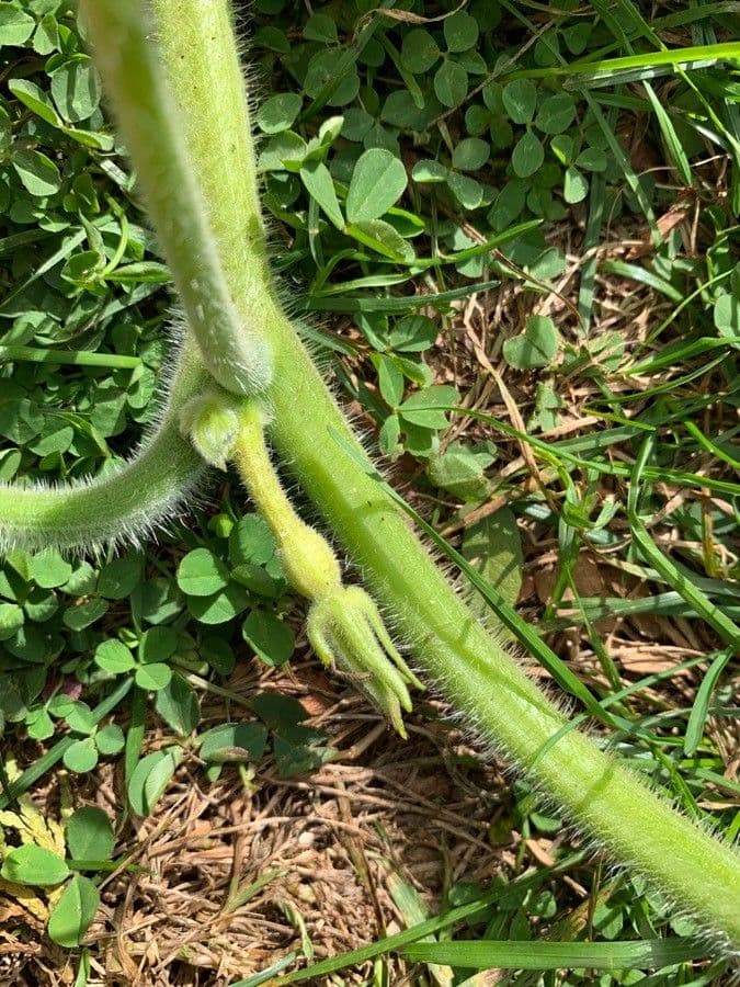 Zucca moscata
