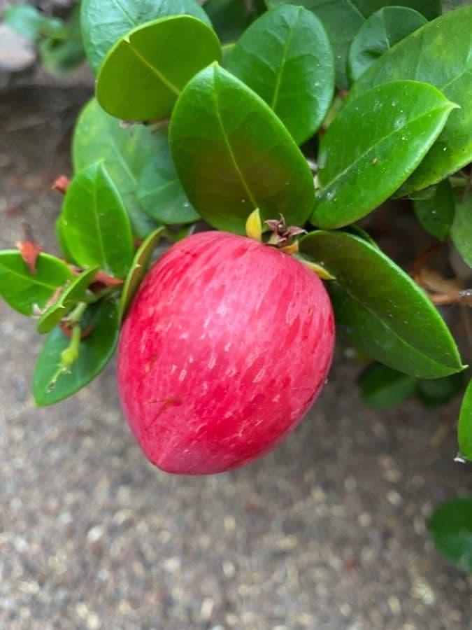 Susina del Natal 2