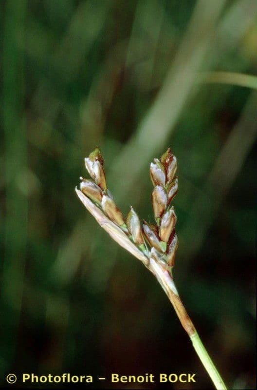 Carice digitata