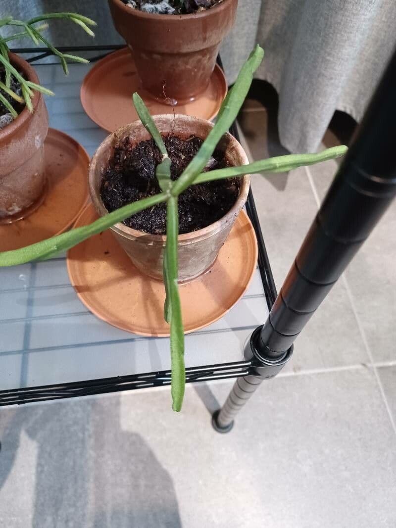 Rhipsalis 7