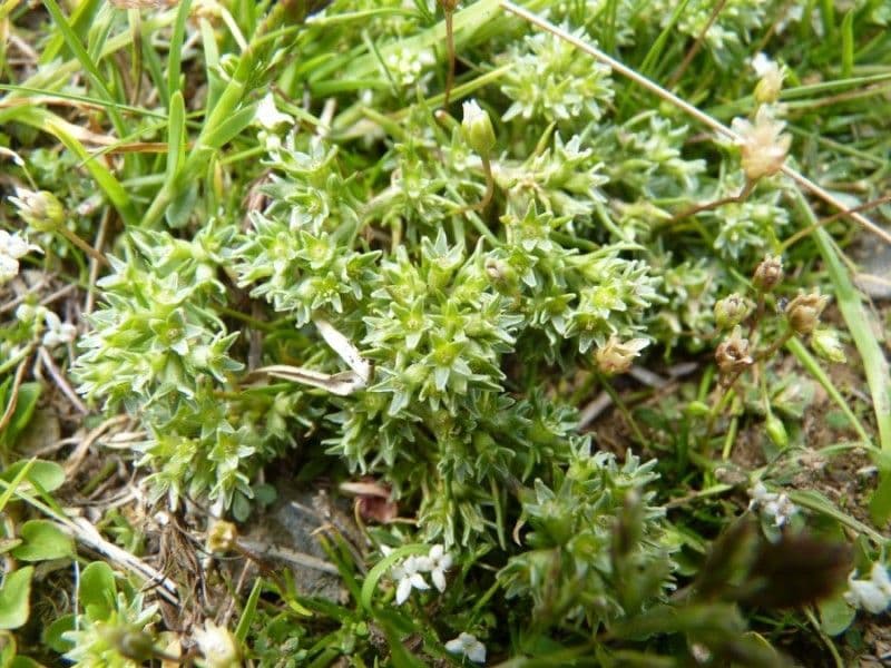 Scleranthus 7