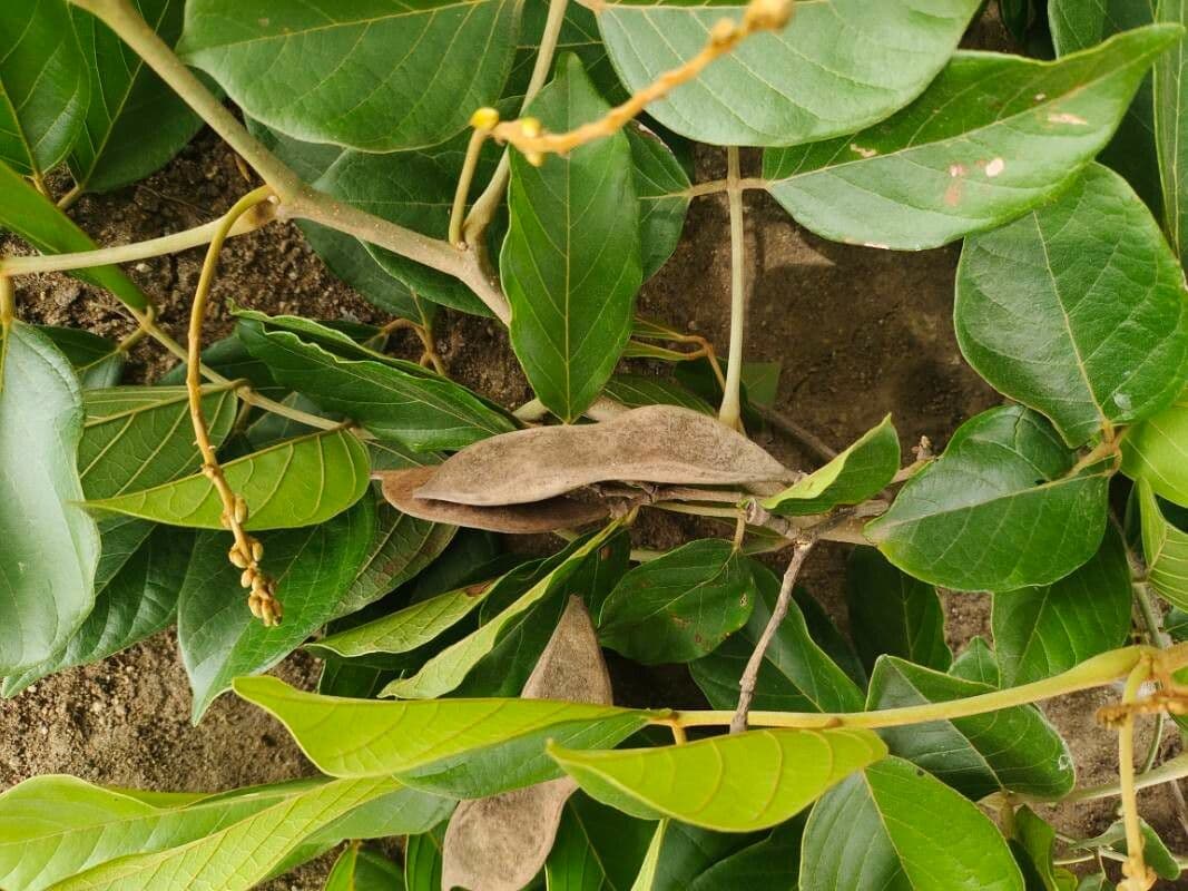Lonchocarpus sericeus