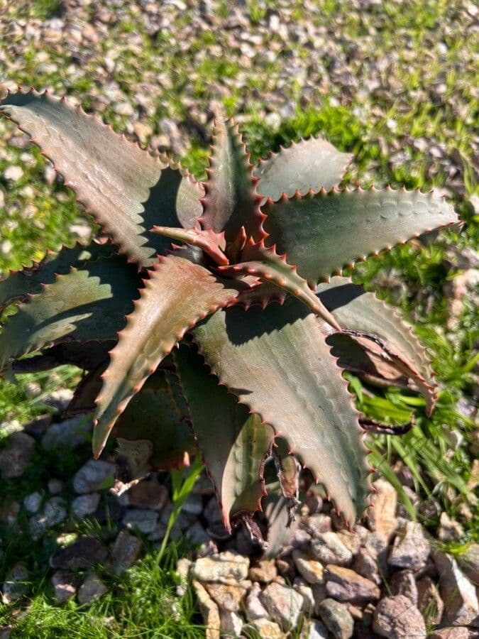 Aloe