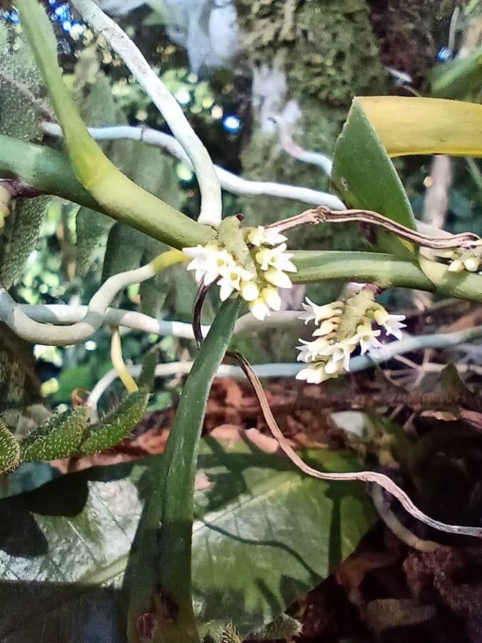 Orchidea 6