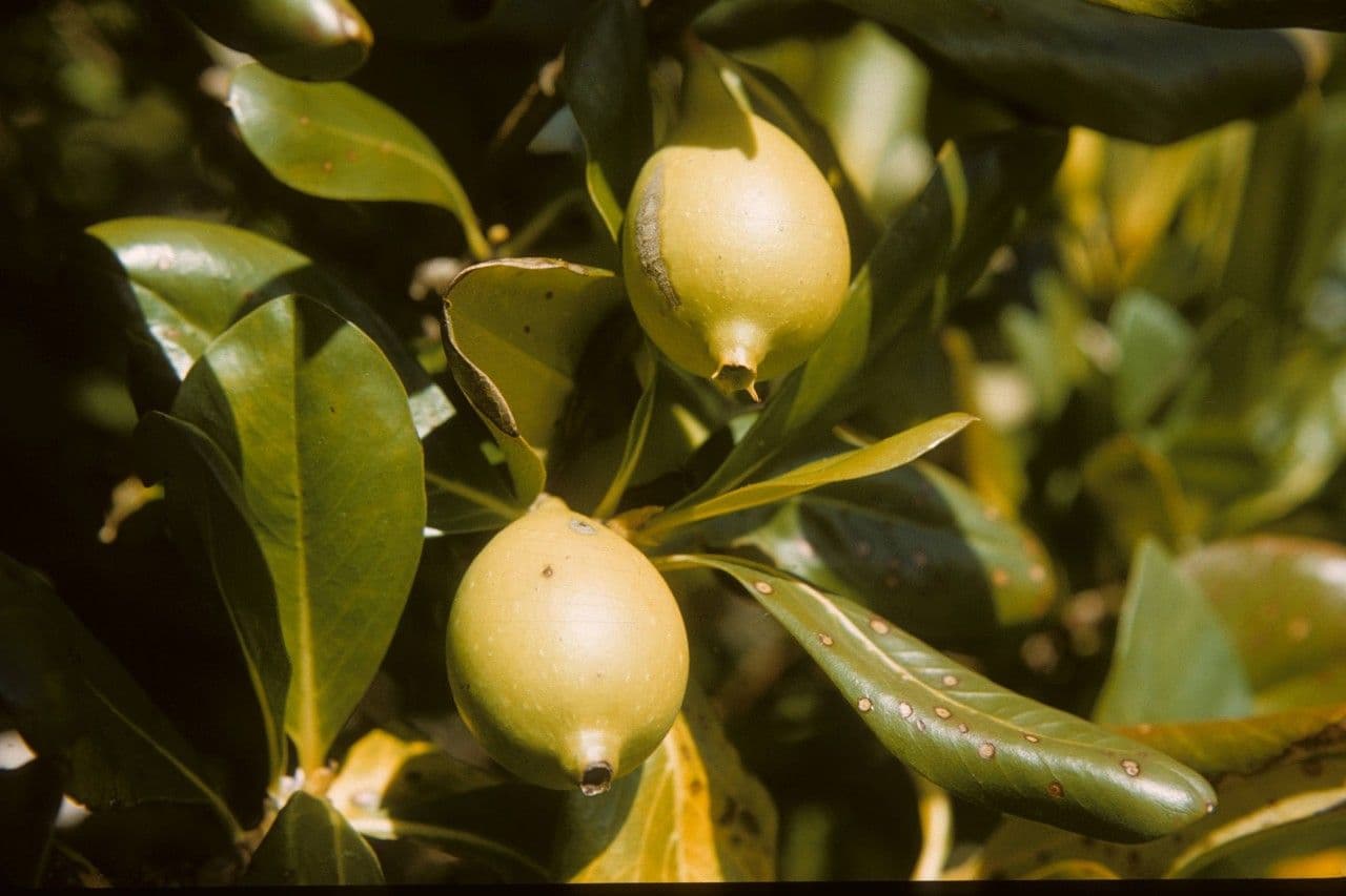 Casasia clusiifolia