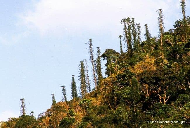 Araucaria 3