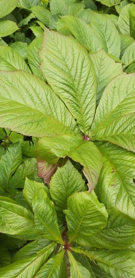 Rodgersia 15
