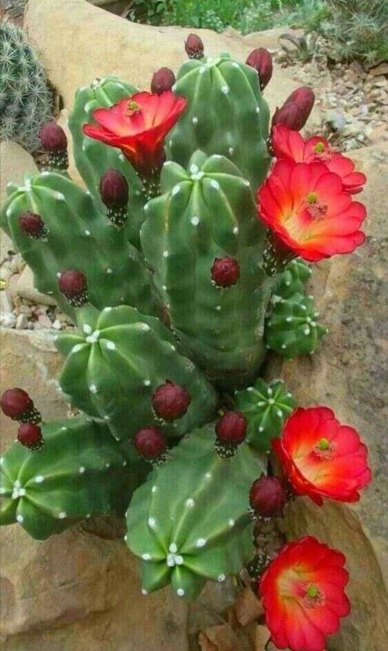 Cactus calice di rosa 14