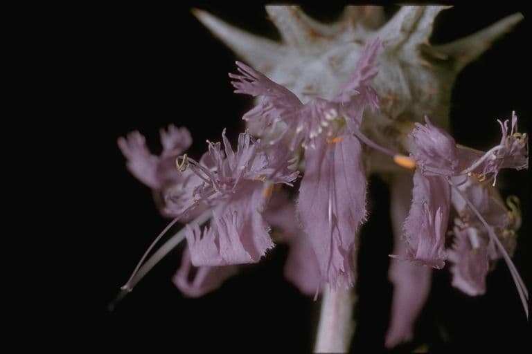 Salvia cardo 3