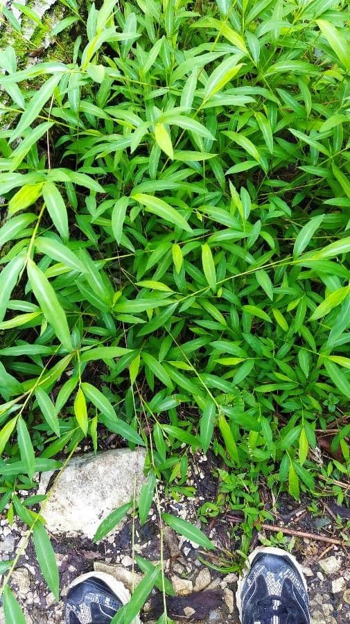 Microstegium vimineum 4