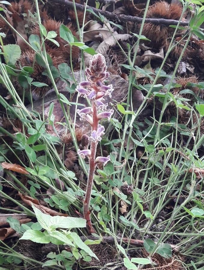 Succiamele minore 14