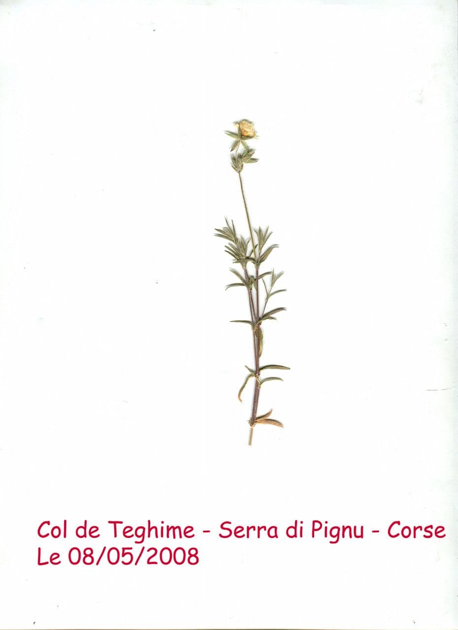 Pachma 11