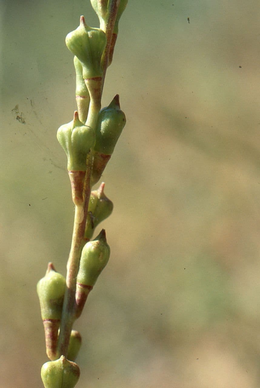 Myagrum perfoliatum