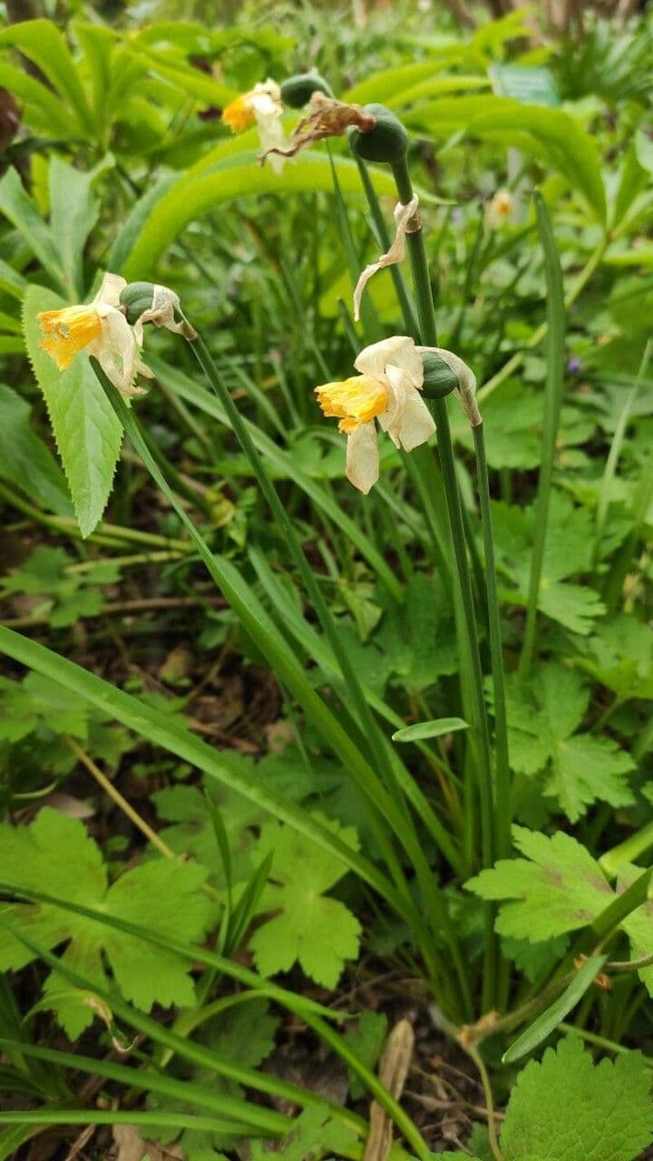 Narciso ciclamino 8