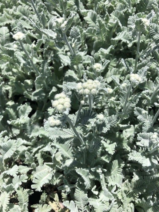 Achillea 9