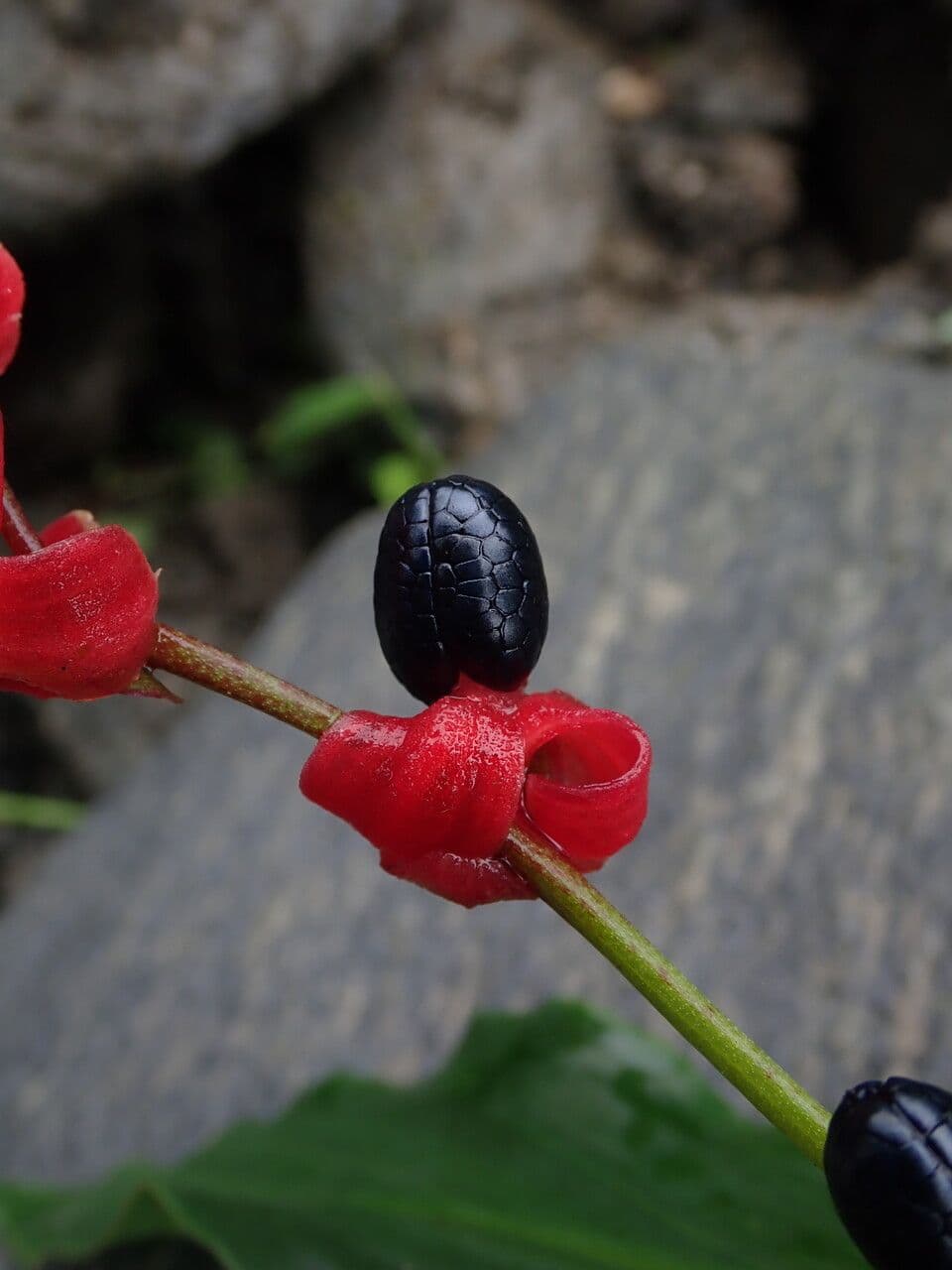 Cautleya 2