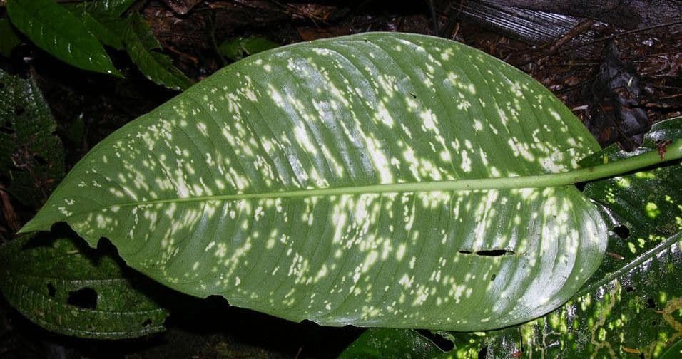 Dieffenbachia di Grayum 3