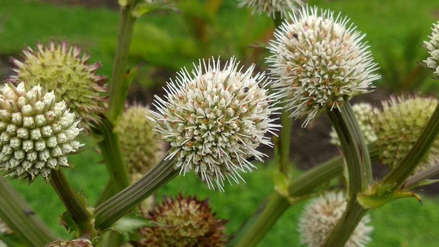 Panicaut de Humboldt 6