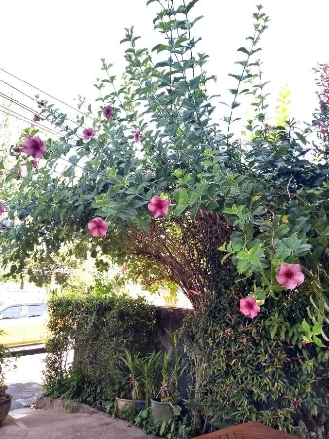 Allamanda viola 15