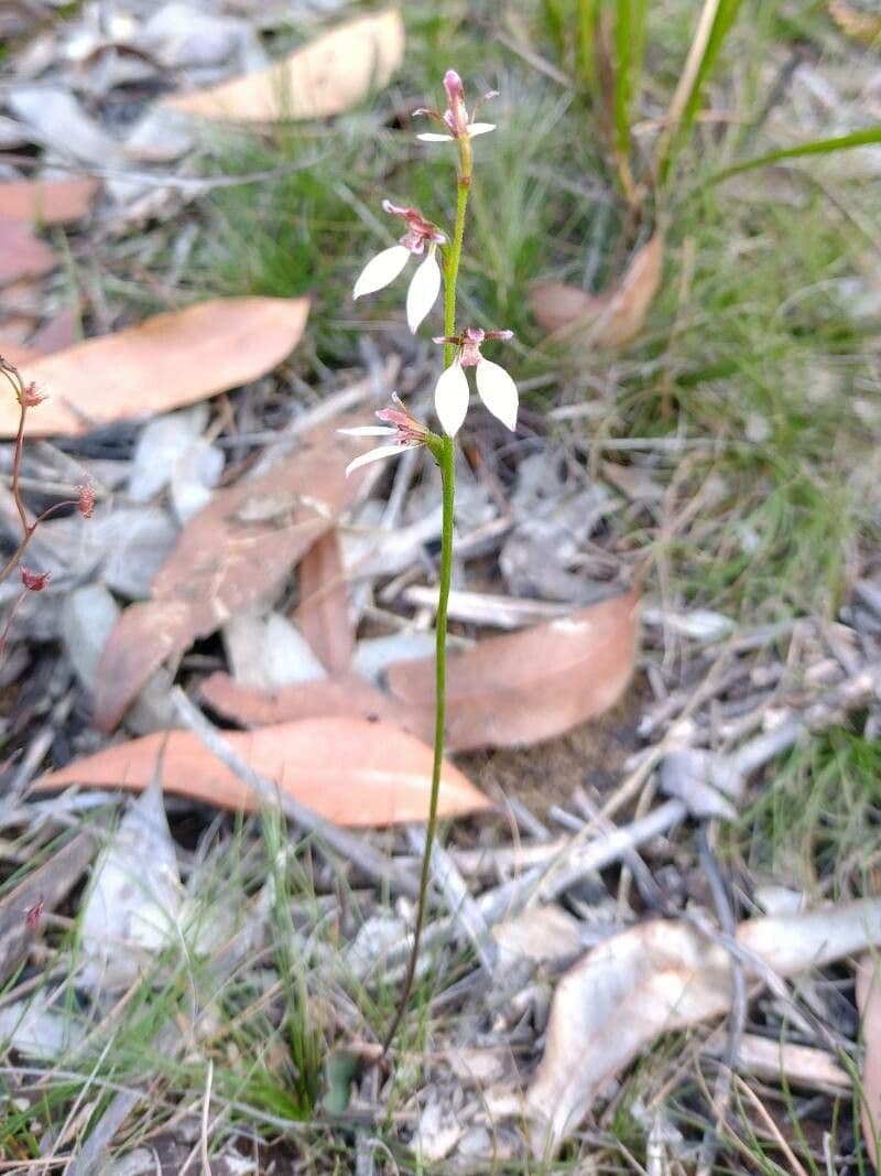 Eriochilus cucullatus 3