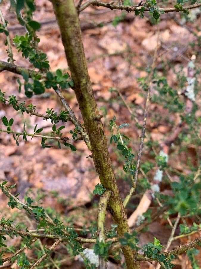 Adenocarpus 17