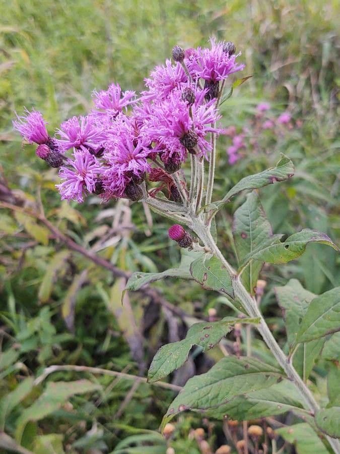 Vernonia 2