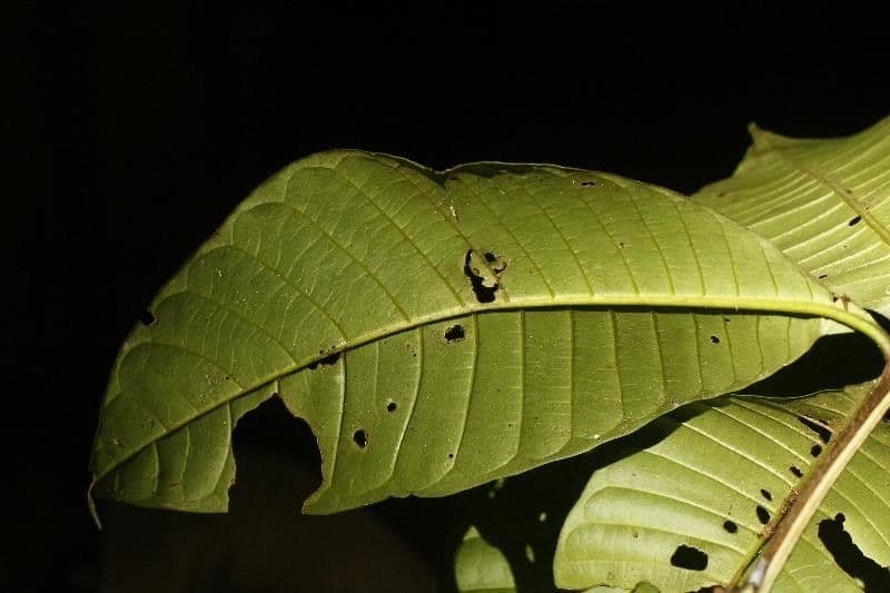 Couma guianensis 5