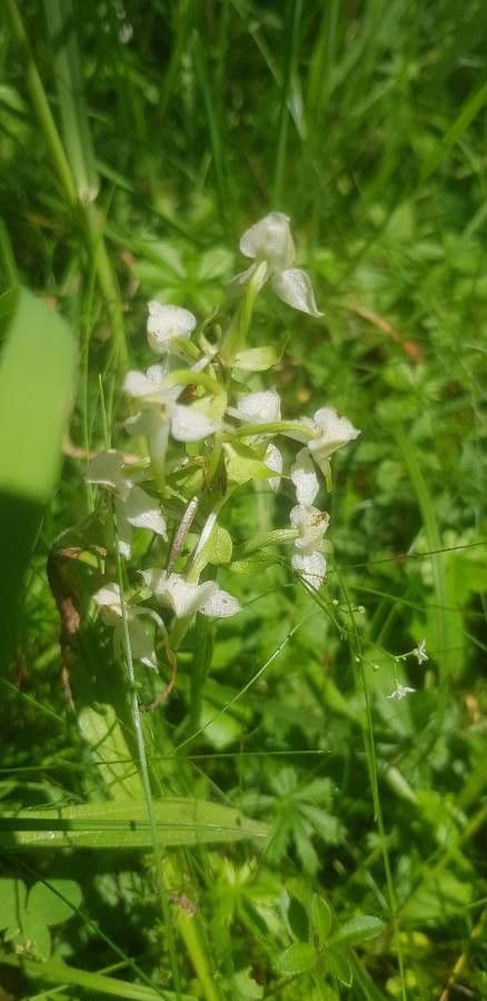 Platantera verdastra 10