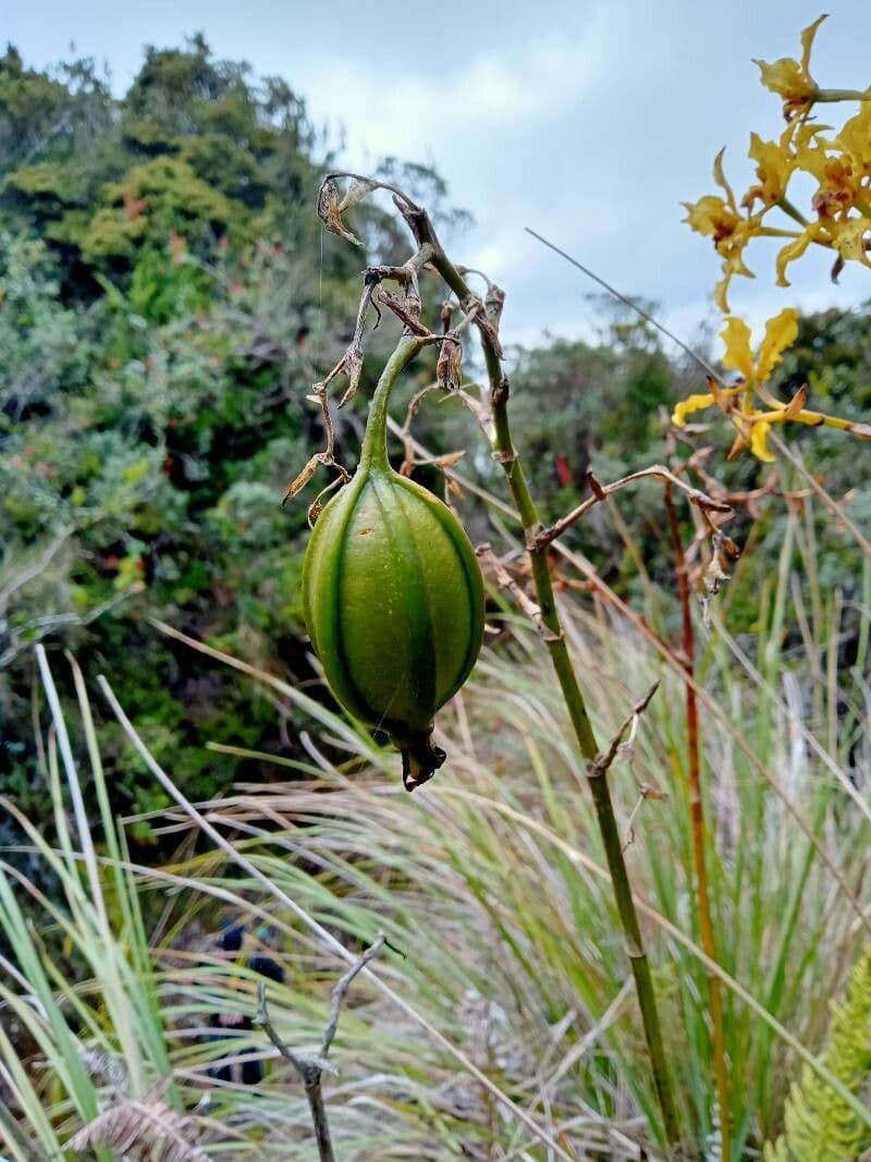 Cyrtochilum