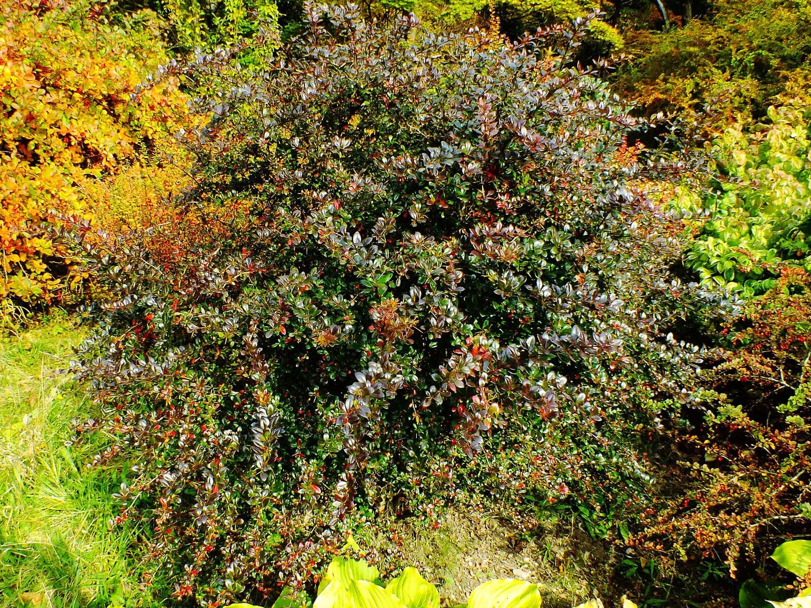 Berberys amurski 2