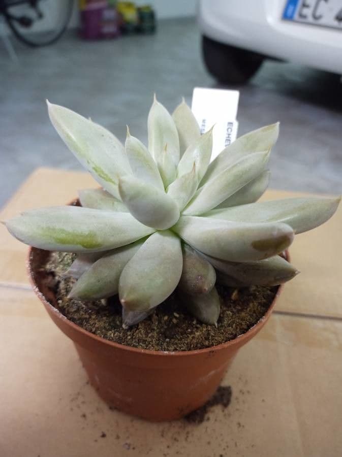 Echeveria tolimanensis 3