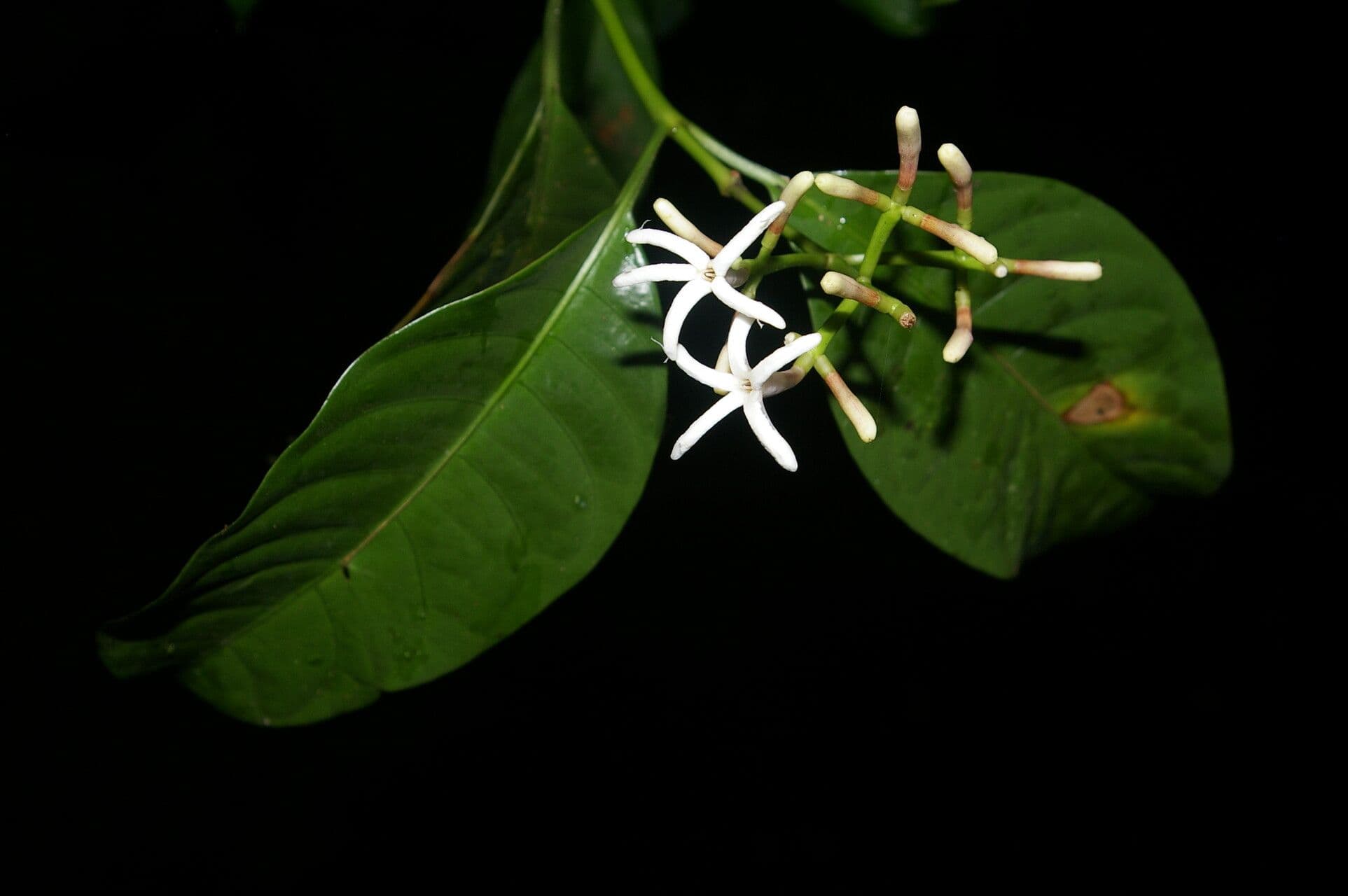 Palicourea 7