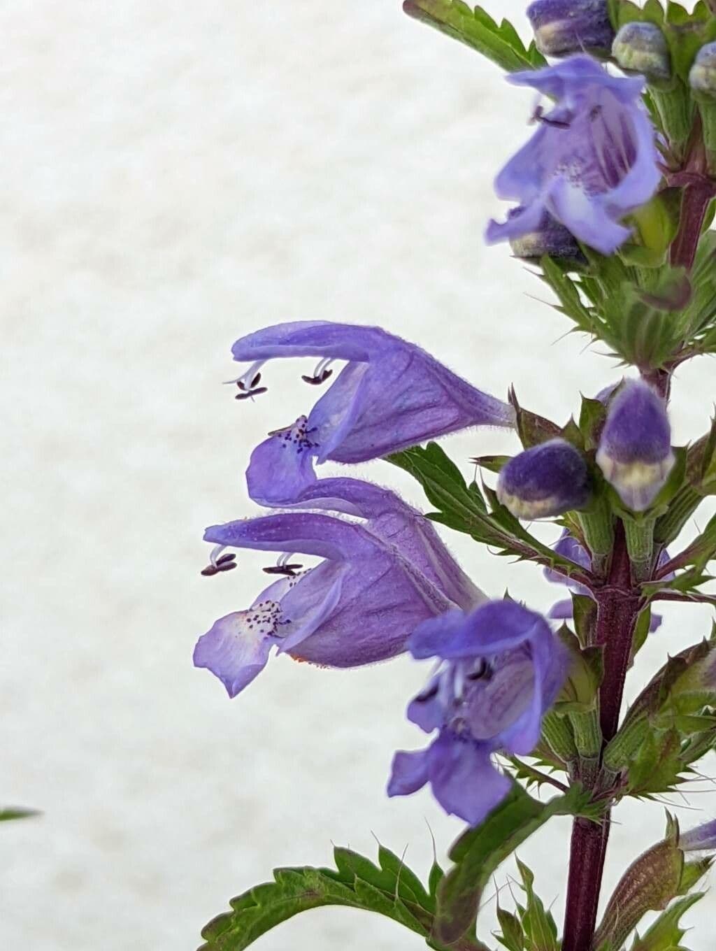 Dracocéphale de Moldavie 5