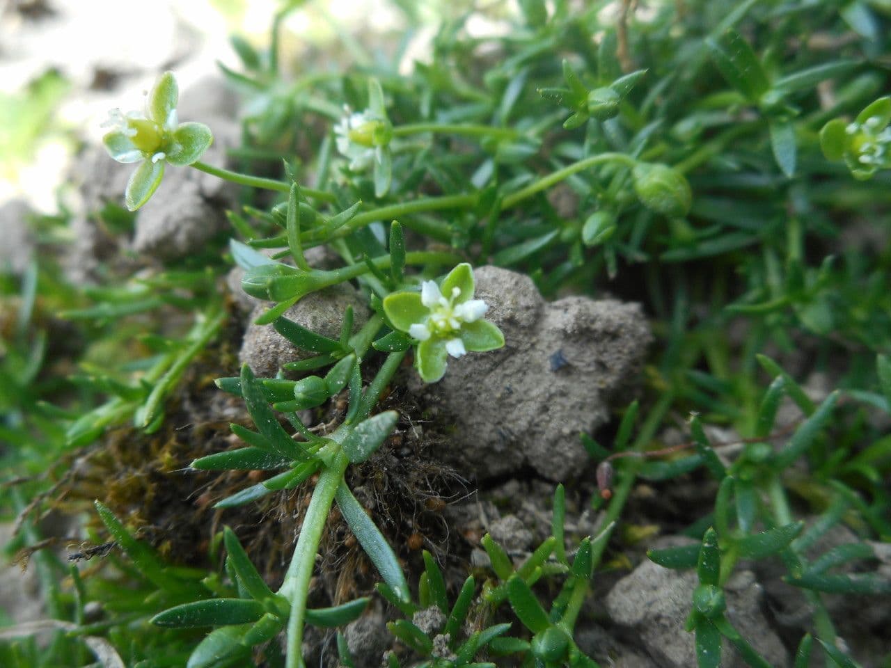 Sagina sdraiata 10
