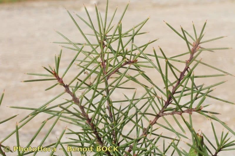 Hakea sericea 18