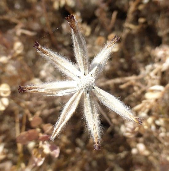 Achyrachaena 2