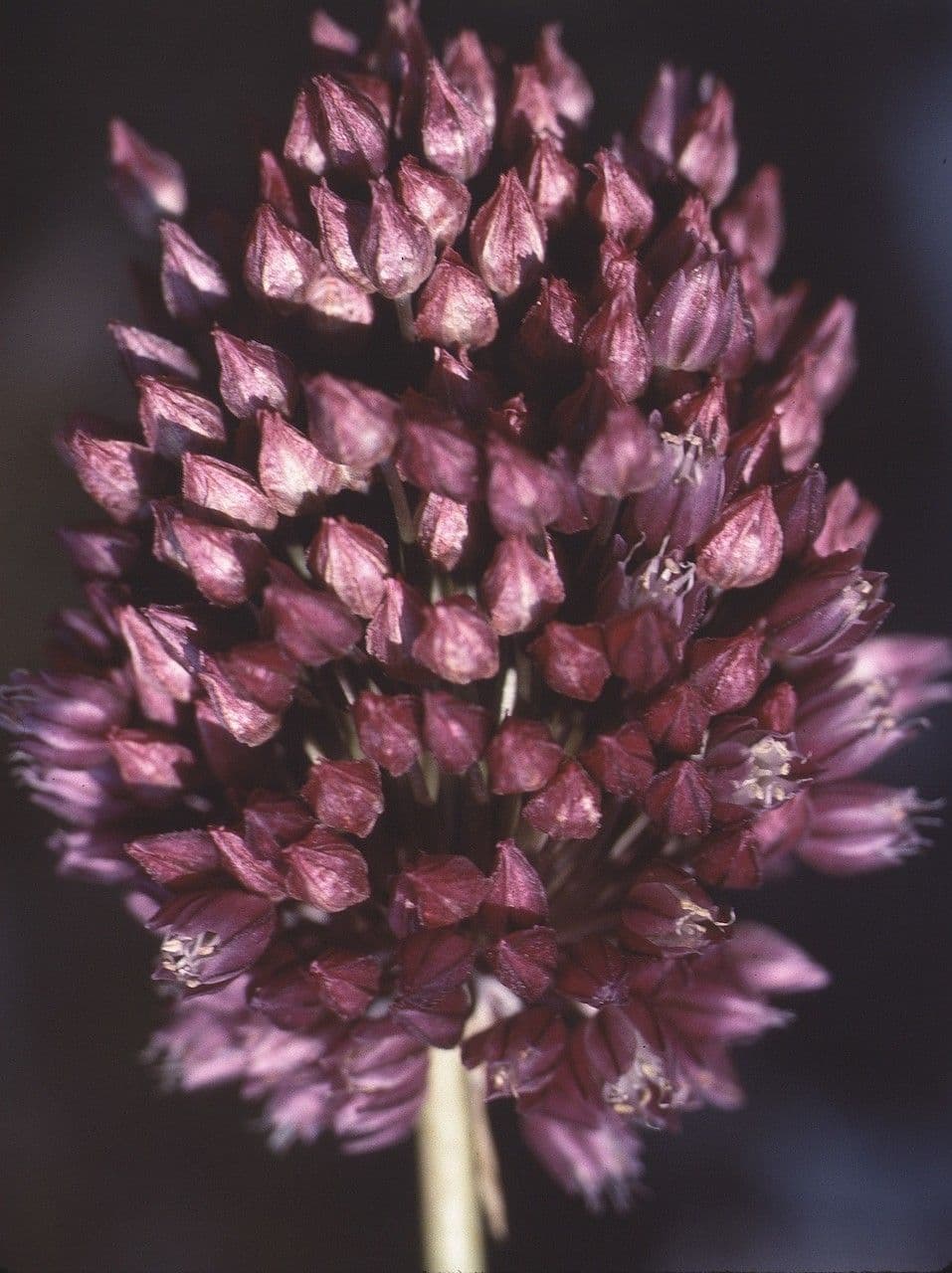 Aglio rotondo 6