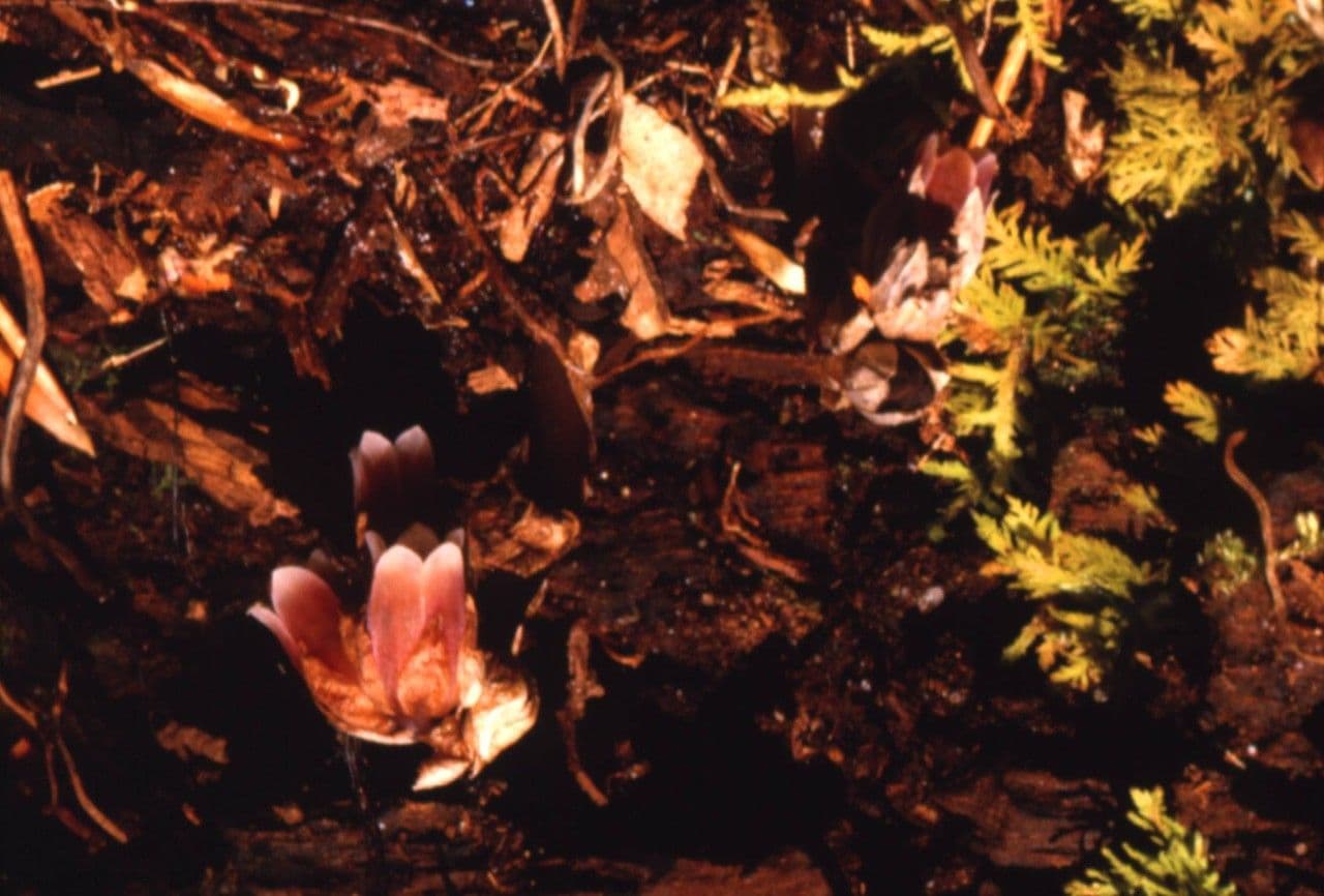Monotropsis odorata 4