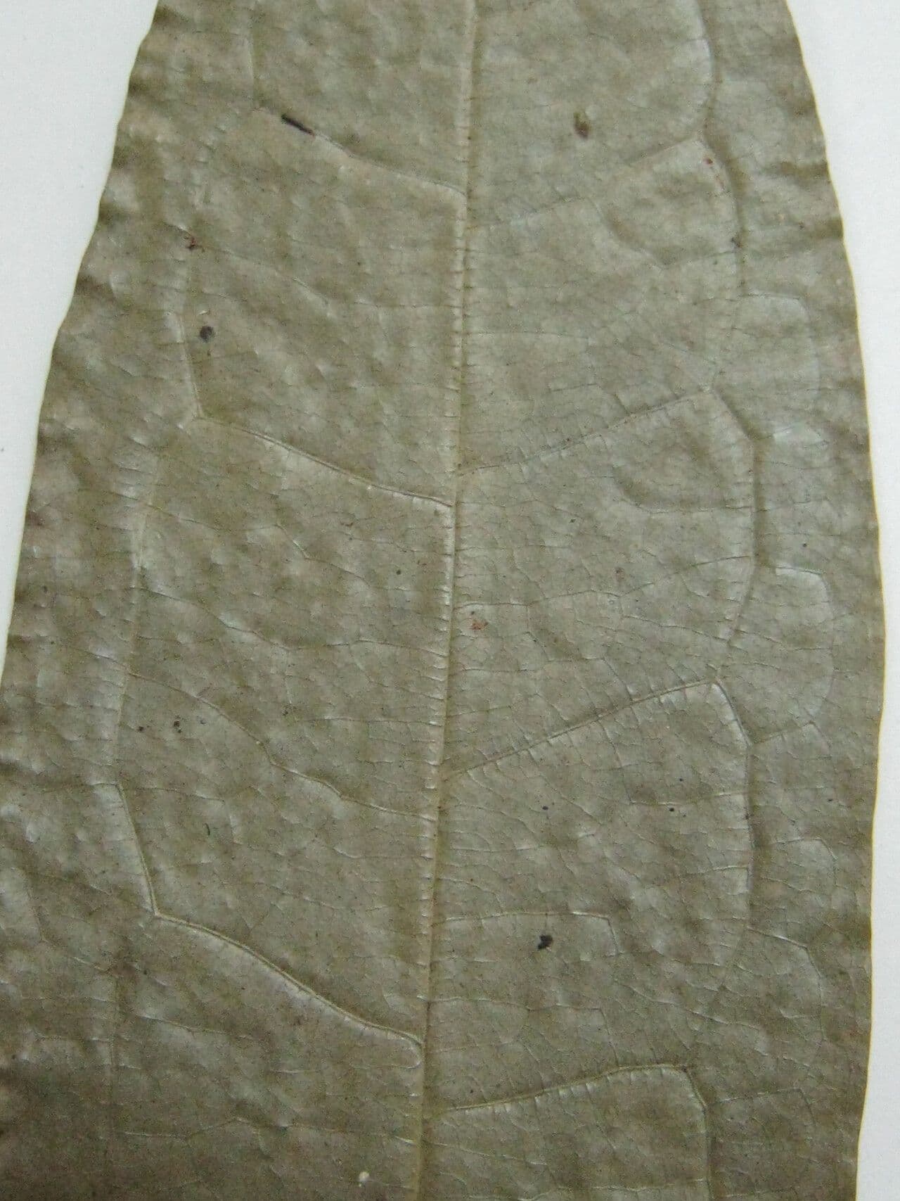 Duguetia 5