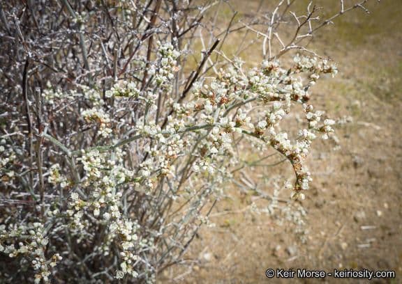 Yucca-Buckwheat 10